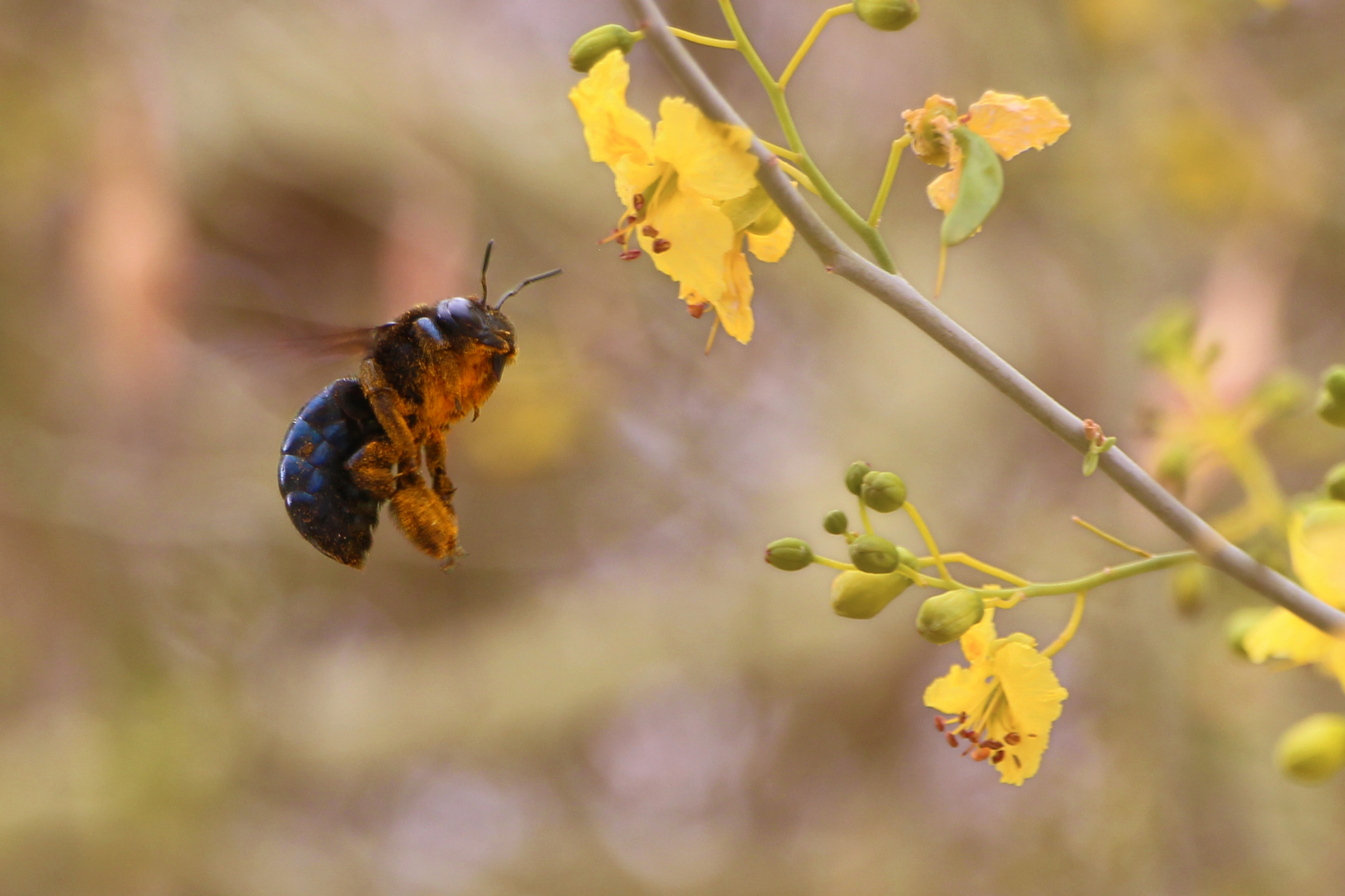 California carpenter bee NPSHannah Schwalbe.jpg FWS.gov